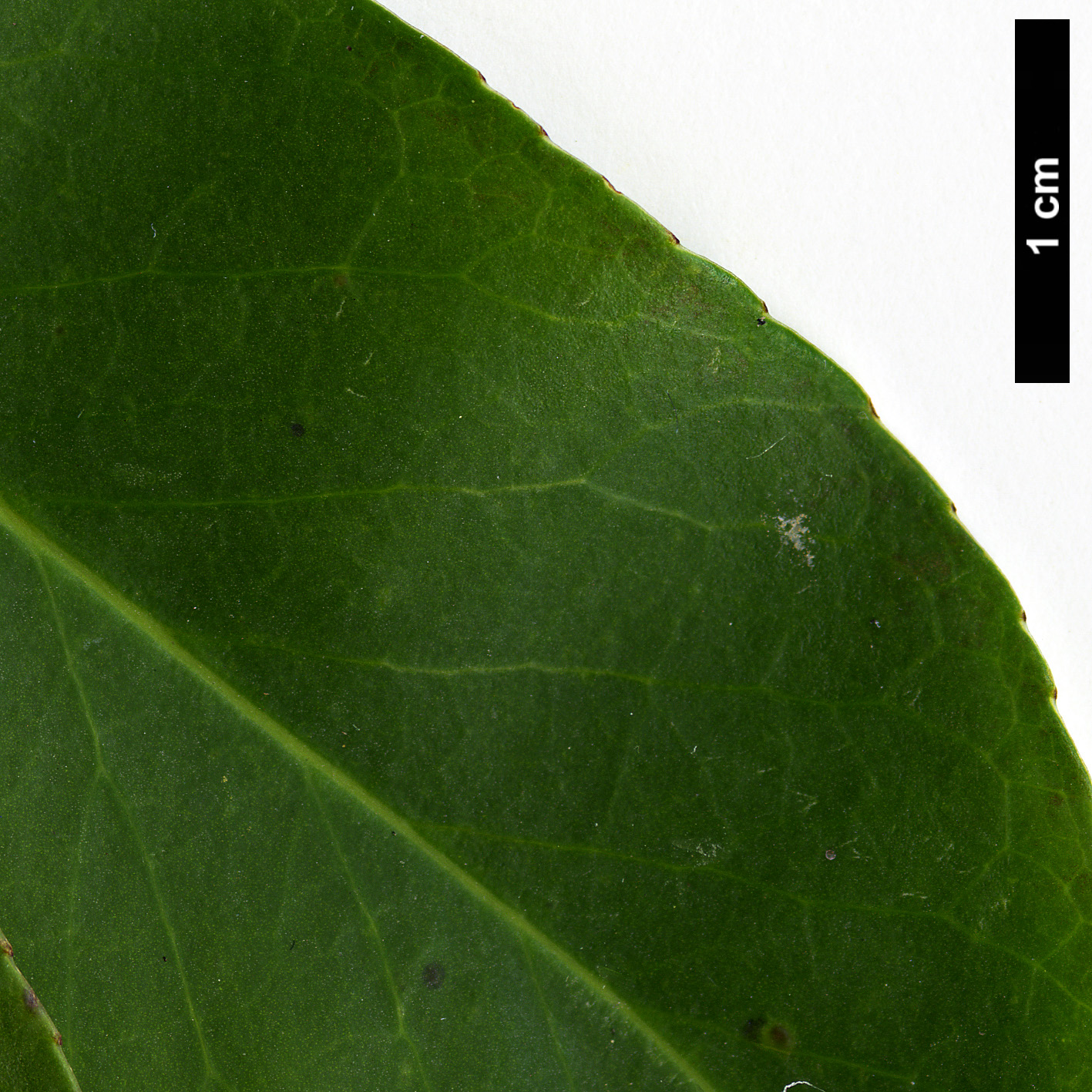 High resolution image: Family: Aquifoliaceae - Genus: Ilex - Taxon: fargesii - SpeciesSub: subsp. melanotricha